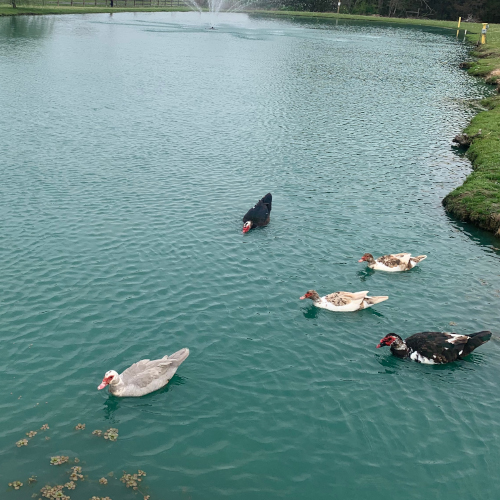 Scenic pond with ducks and peaceful views – a quiet space to enjoy nature.