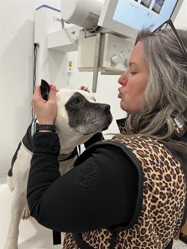 Ashley, the practice manager, is giving kisses to Bessie after her radiographs.