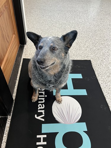 Gallery Image Blue_on_rug.jpeg