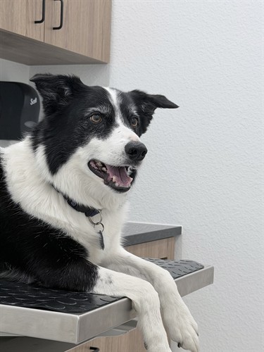 Our fold down exam tables reduce stress on all our patients