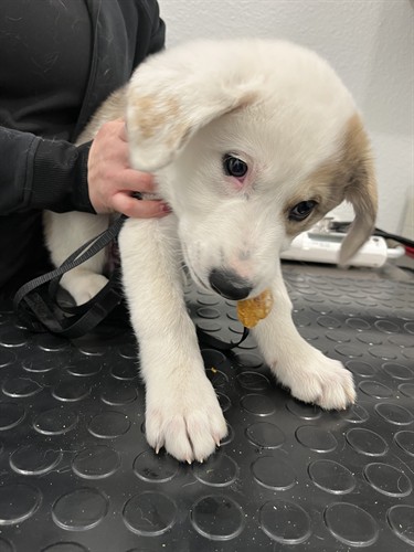 This sweet puppy patient is enjoying a homemade treat after his vaccines at Hope Veterinary Hospital. 
