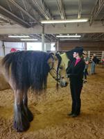 Feathered Horse Classic - Gypsy Vanner Horse show