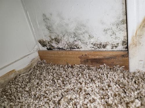 Mold found during a free inspection of a property