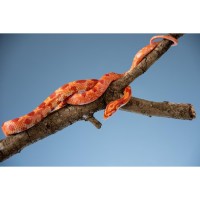 Meet Paprika: AUMTeach's slithering teaching partner brings STEM learning to life