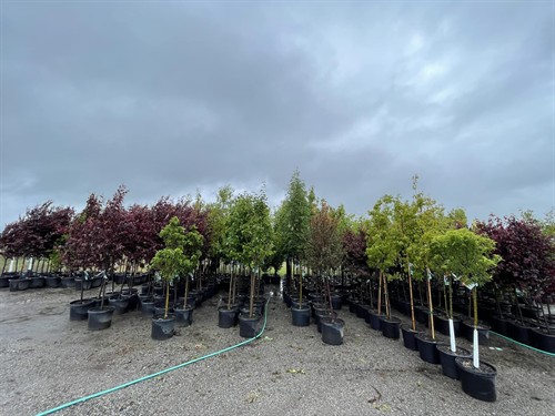 Gallery Image 11.jpg