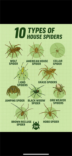 Types of spiders