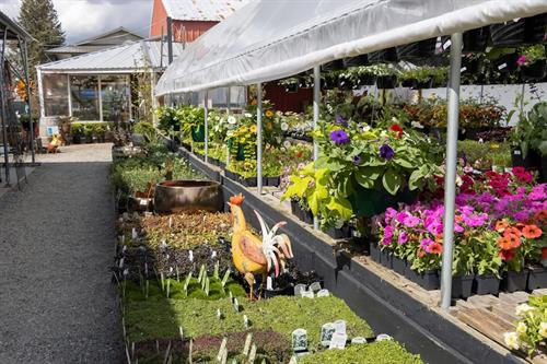 Offering a Large Variety of Perennials throughout the Season