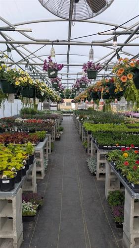 Growing nearly 100K Plants on Sight from Annuals, Veggies and Perennials