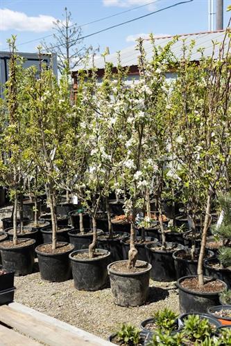 Large Fruit Tree Selection