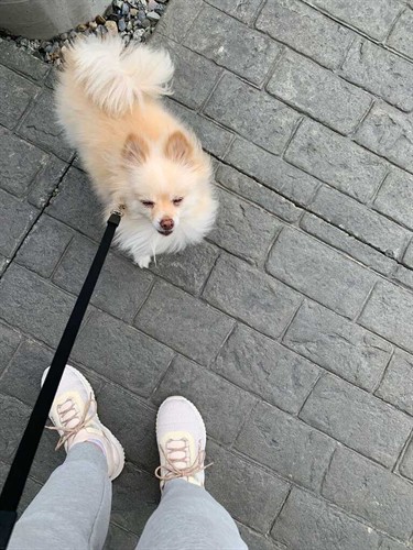 Small dogs, lots of energy