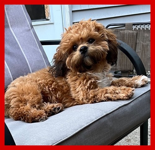 Our Mascot Loki 