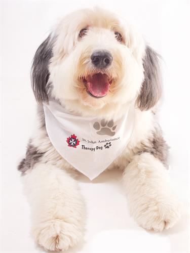 Harriet is a Therapy Dog volunteer!