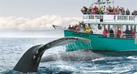 Newfoundland whale watching 