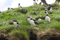 Atlantic Puffins nesting at the Witless Bay Ecological Reserve.