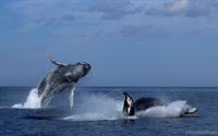 Double Humpback whale breach. Photo courtesy of Kurt Sullivan. 