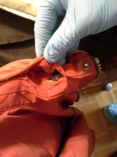Bedbugs found in jacket collar