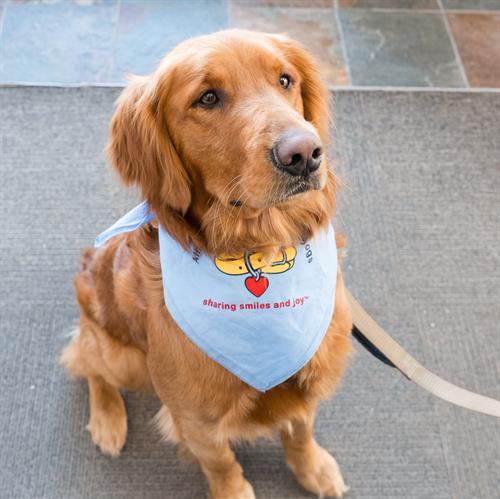 Our animal therapists are ready to support patients who are feeling anxious or who just need a nonjudgmental listening ear.