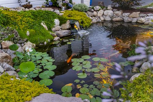 Custom Koi Pond West Hartford