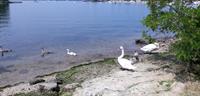 Swans on Baxter Beach