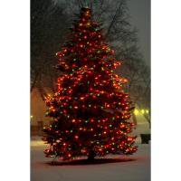 Holiday Light Festival