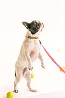 A Place for Dogs - Kalamazoo