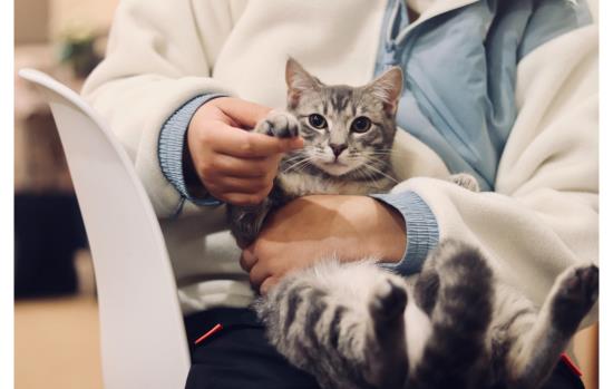 Pets & Veterinary