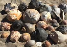 Portsmouth Island Boat Tours Portsmouth Island Boat Tours