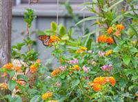 Butterfly Tales with Riviera Utilities & Foley Public Library