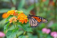 Butterfly Tales with Riviera Utilities & Foley Public Library