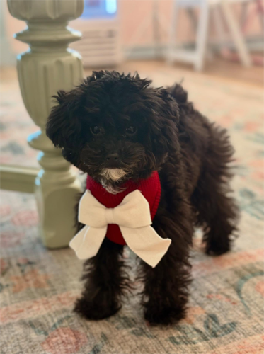 Gallery Image Screenshot_2025-11-11_134005.png