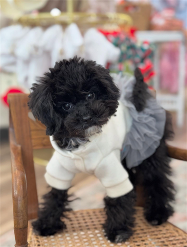 Gallery Image Screenshot_2025-11-11_134822.png