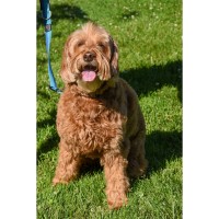 Lucy Named 2026 Livermore Ambassadog by LARPD and Valley Humane Society
