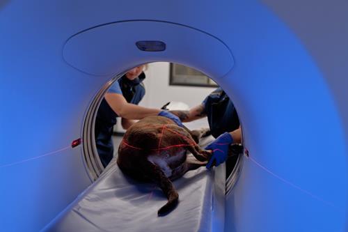 Gallery Image Thrive-TPHS-2024-Neurology_05096.jpg