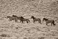 "Wild Horses In Wyoming"