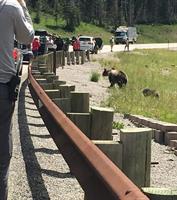 “Brian Debolt: Grizzly Bears in Wyoming”