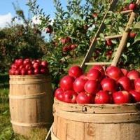 RETC 40th Annual Apple Picking Party