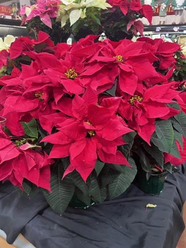 One of many Poinsettia varieties