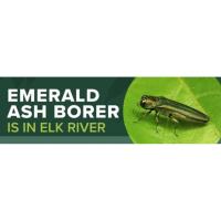 Emerald Ash Borer Management