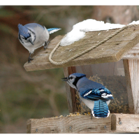 Please Fill Bird Feeders for Sherburne's Christmas Bird Count