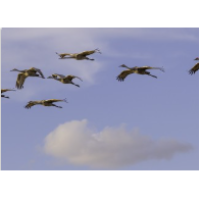 Sandhill Crane Migration at Sherburne National Wildlife Refuge