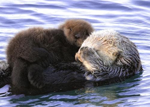 otter mom and pup
