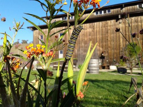 Milkweed has been planted around the patio to attract Monarch Butterflies.