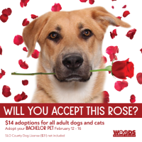 Woods Humane Society Hosts $14 ‘Bachelor Pet’ Adoption Event from February 12-16, 2025