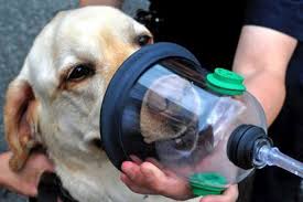 We donate Pet Oxygen masks and training to fire departments