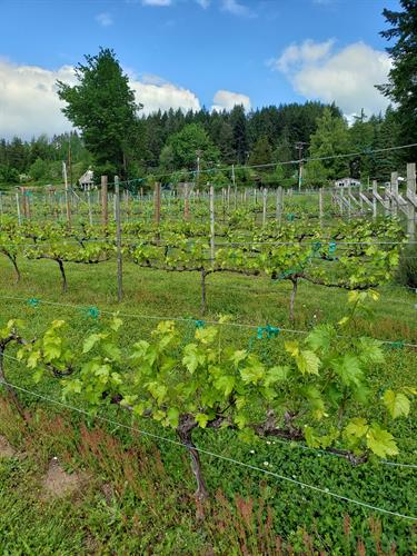 Gallery Image front_vineyard_photo_for_main_page.jpg