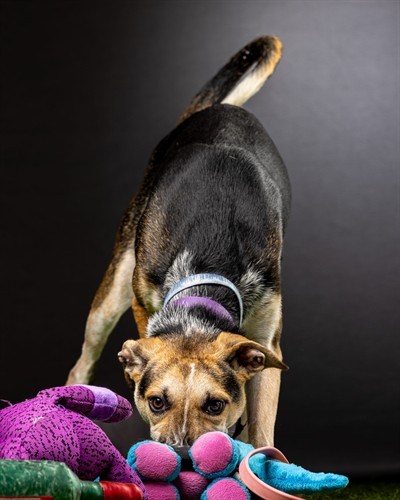 Our Kind Minds Education Program nurtures empathy and critical thinking in young minds, shaping future advocates for animal welfare.