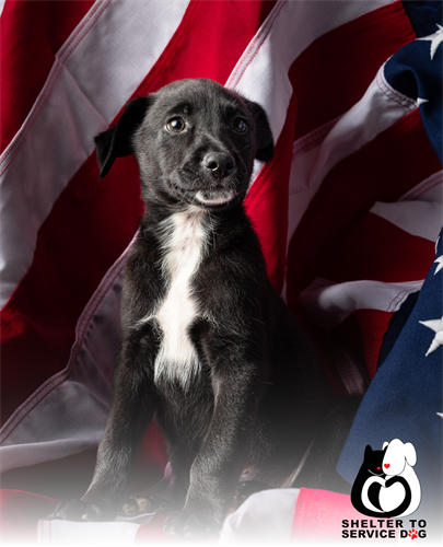 Our Shelter to Service Dog Program places service and support animals with veterans and their families.