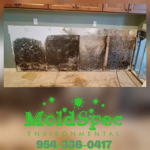 Mold Remediation - Kitchen