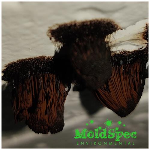 Mold Spores