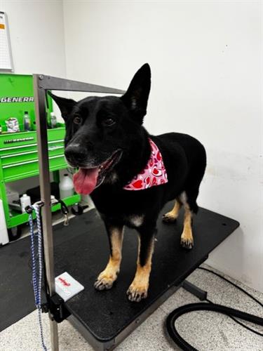 Bak after his makeover with his complimentary Valentine's themed bandana.